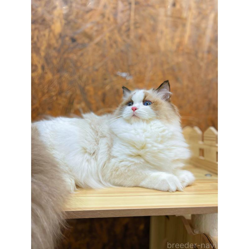 商談中の東京都のラグドール-127068の3枚目