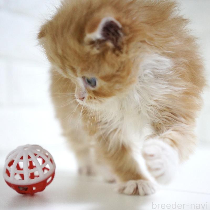 販売中の愛知県のスコティッシュフォールド-133267の14枚目