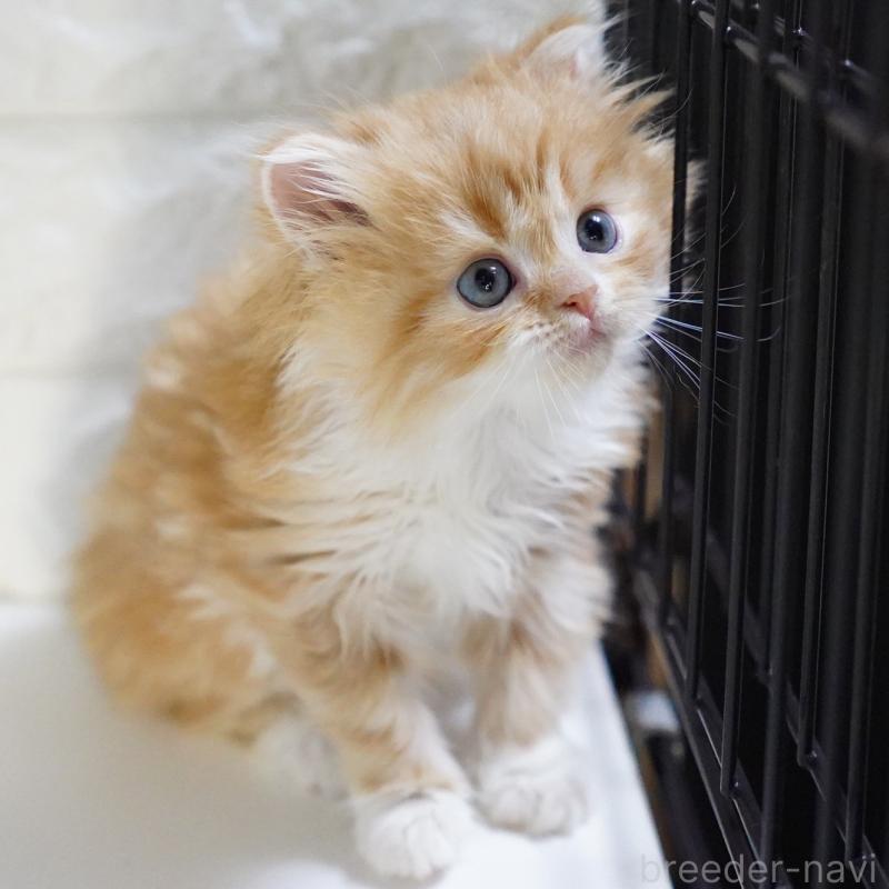 販売中の愛知県のスコティッシュフォールド-133267の13枚目
