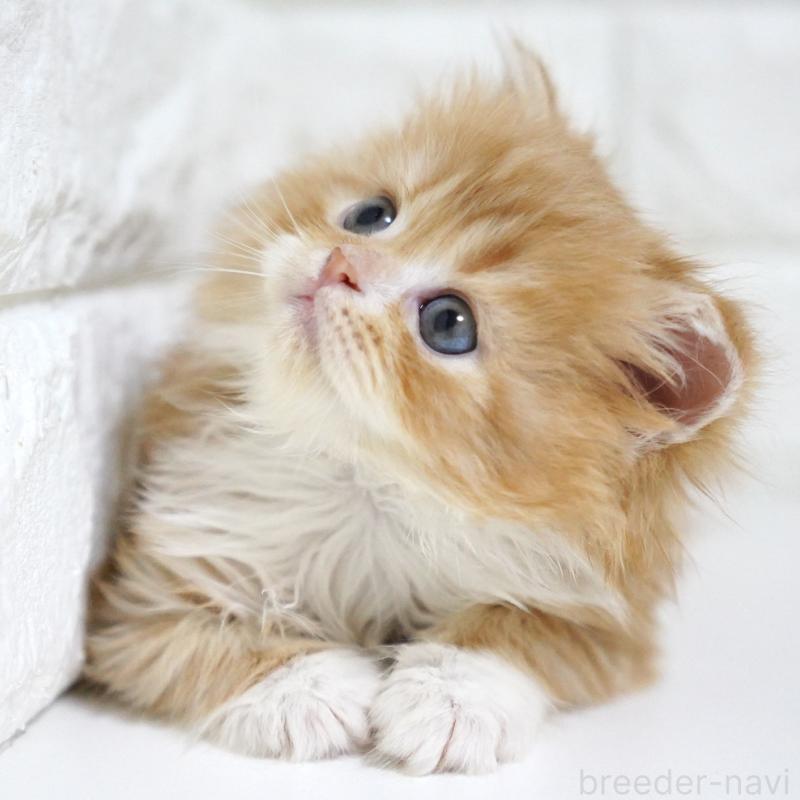 販売中の愛知県のスコティッシュフォールド-133267の12枚目
