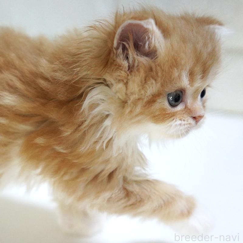 販売中の愛知県のスコティッシュフォールド-133267の11枚目