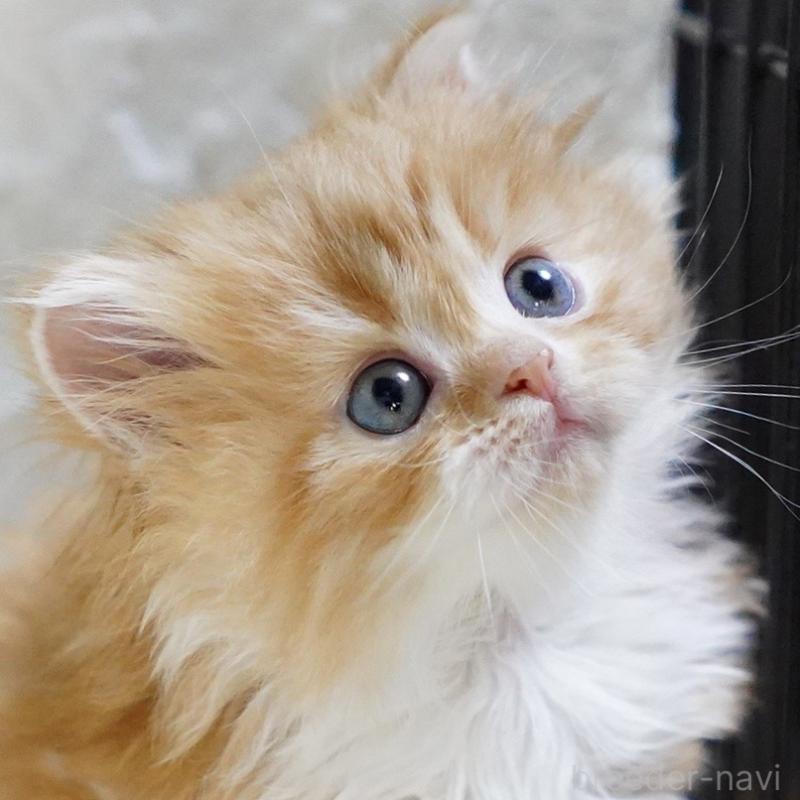 販売中の愛知県のスコティッシュフォールド-133267の9枚目