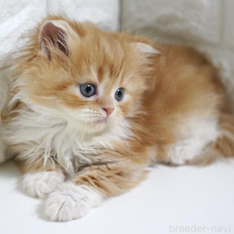 販売中の愛知県のスコティッシュフォールド-133267の10枚目