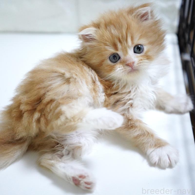 販売中の愛知県のスコティッシュフォールド-133267の7枚目