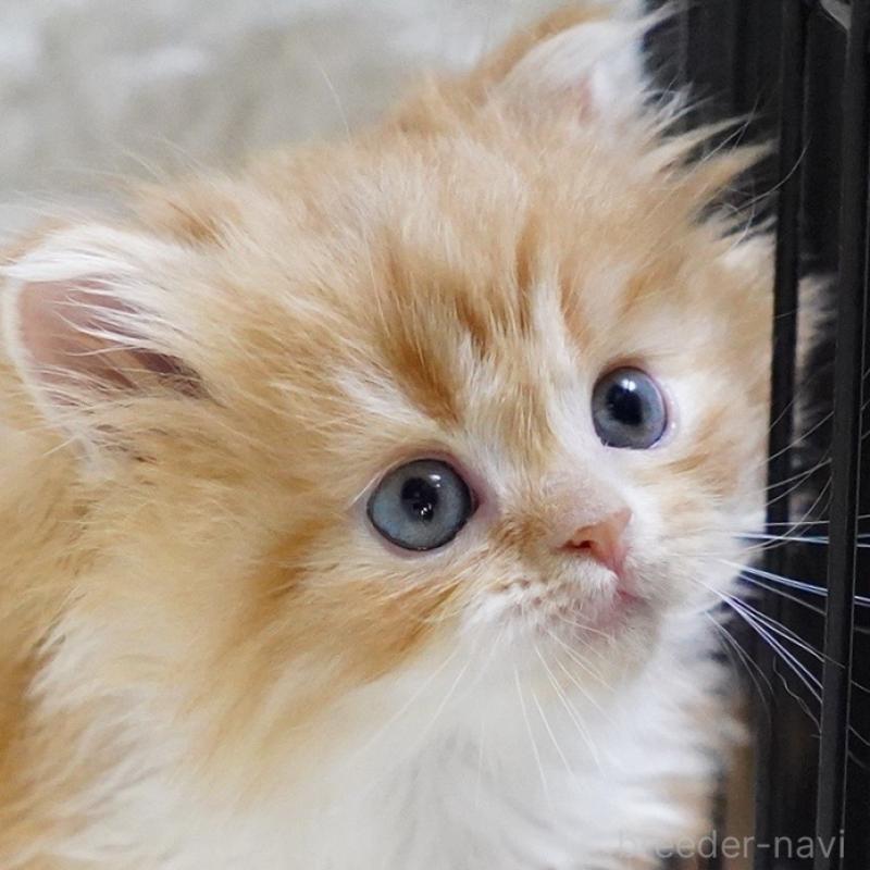 販売中の愛知県のスコティッシュフォールド-133267の8枚目