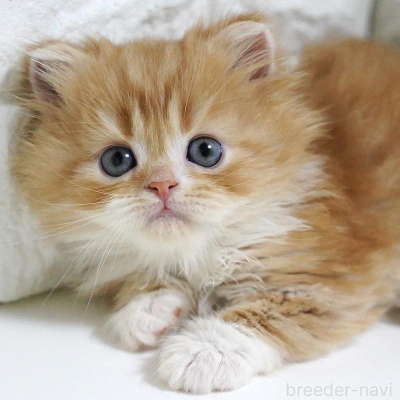 販売中の愛知県のスコティッシュフォールド-133267の6枚目