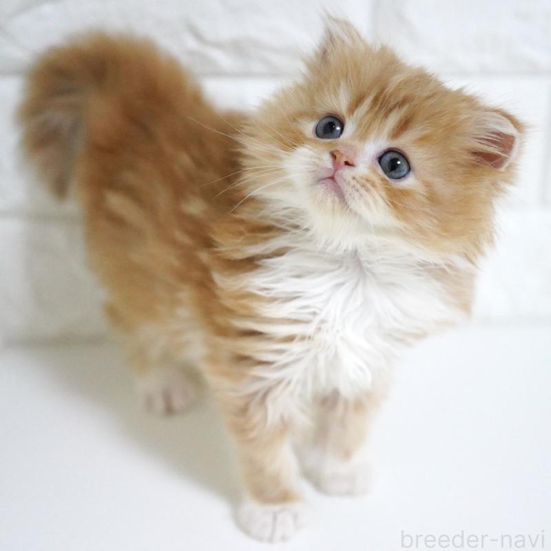 販売中の愛知県のスコティッシュフォールド-133267の5枚目