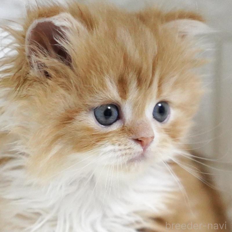 販売中の愛知県のスコティッシュフォールド-133267の4枚目