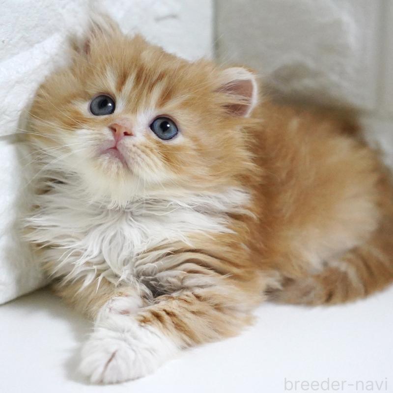 販売中の愛知県のスコティッシュフォールド-133267の3枚目