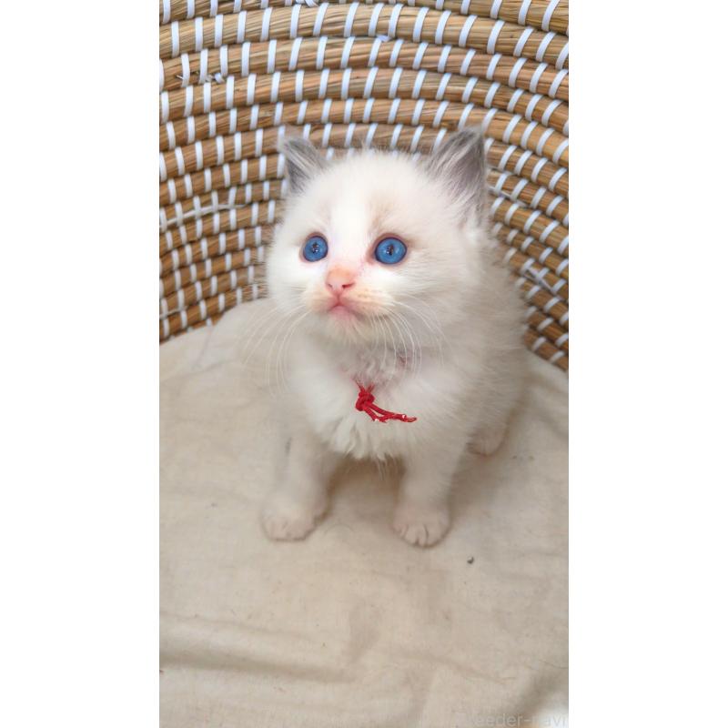 販売中の茨城県のラグドール-133268の5枚目