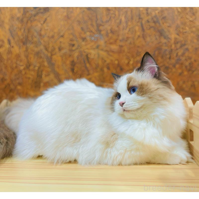 商談中の東京都のラグドール-127068の2枚目