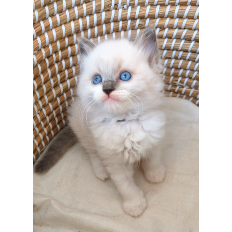 販売中の茨城県のラグドール-133271の7枚目