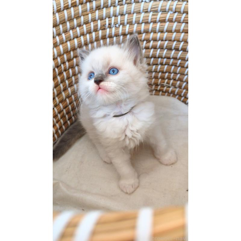 販売中の茨城県のラグドール-133271の6枚目