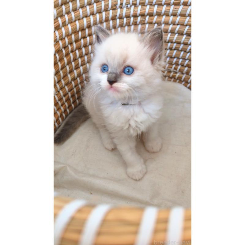 販売中の茨城県のラグドール-133271の5枚目