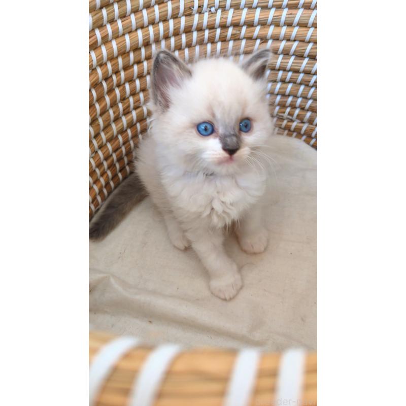 販売中の茨城県のラグドール-133271の4枚目