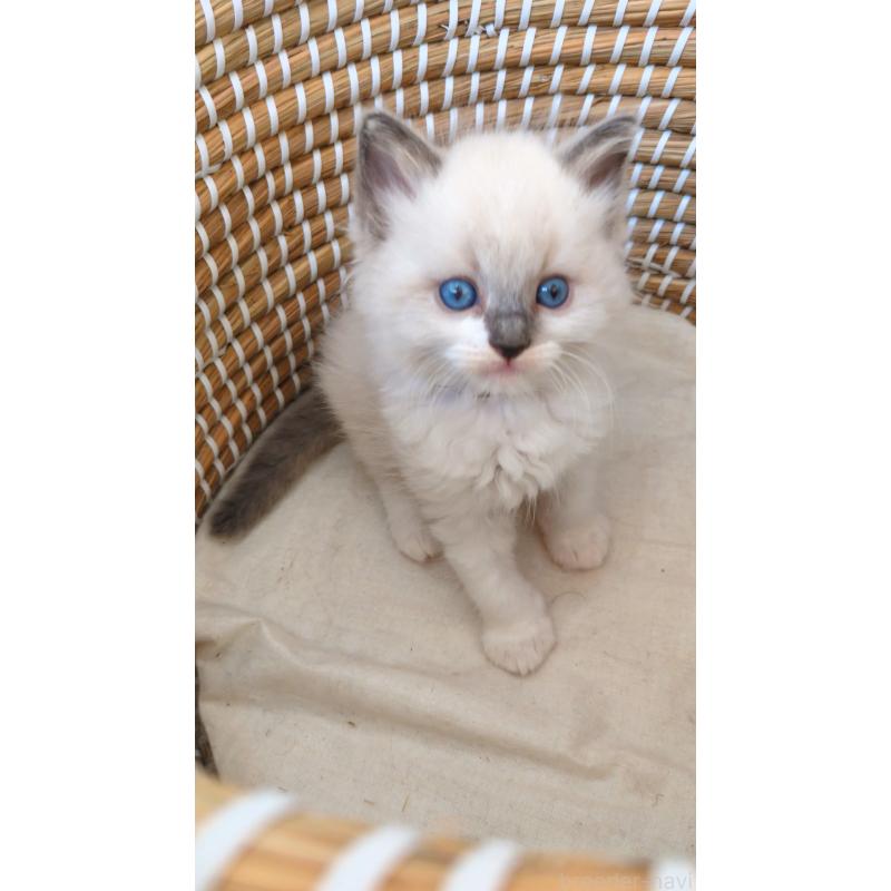 販売中の茨城県のラグドール-133271の2枚目