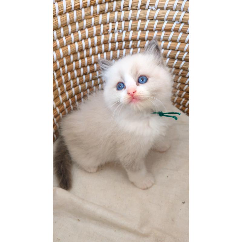 販売中の茨城県のラグドール-133272の5枚目