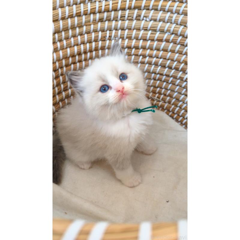 販売中の茨城県のラグドール-133272の4枚目