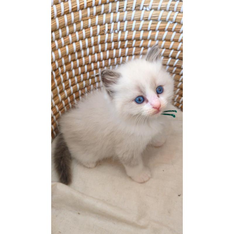 販売中の茨城県のラグドール-133272の3枚目