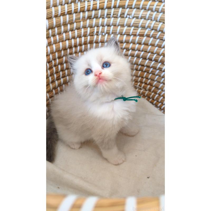 販売中の茨城県のラグドール-133272の2枚目