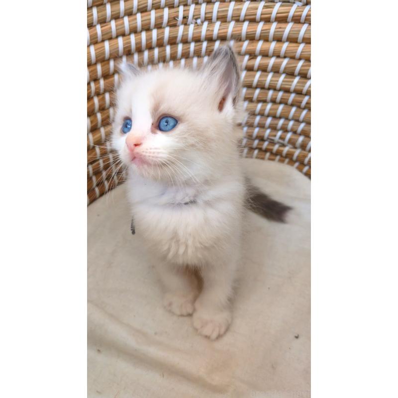 販売中の茨城県のラグドール-133273の5枚目