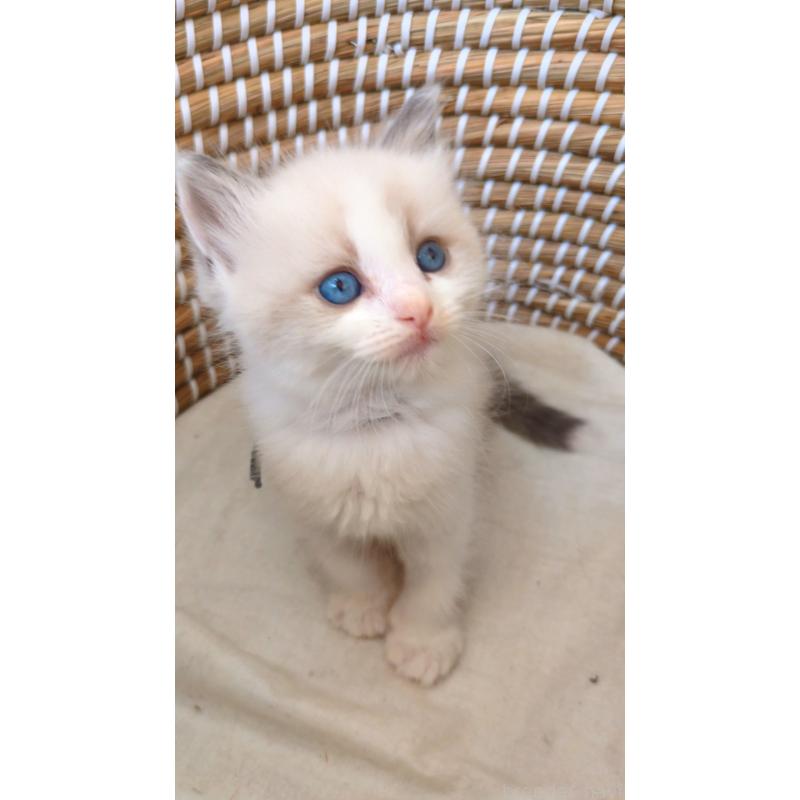 販売中の茨城県のラグドール-133273の4枚目