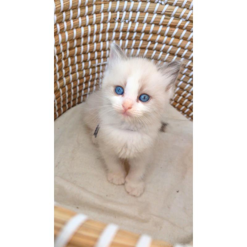 販売中の茨城県のラグドール-133273の2枚目