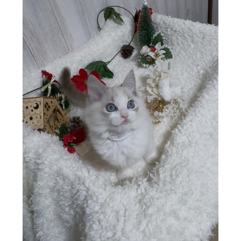 成約済の神奈川県のラグドール-131306の3枚目