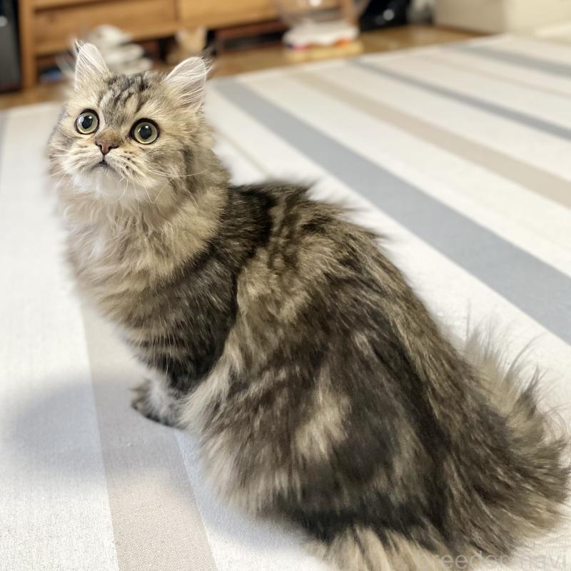 販売中の愛知県のミヌエット-121804