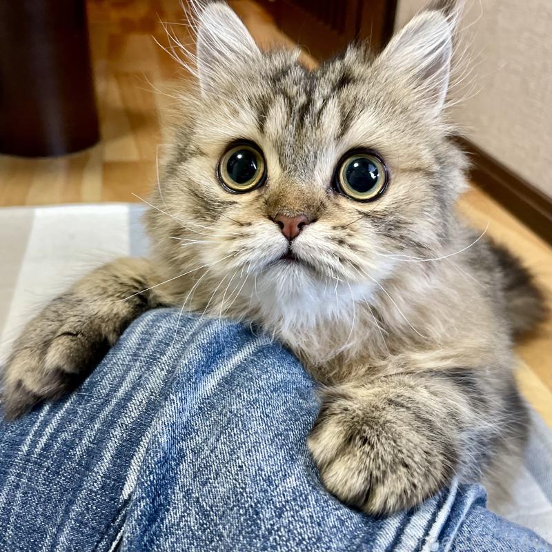 成約済の愛知県のミヌエット-121804の15枚目