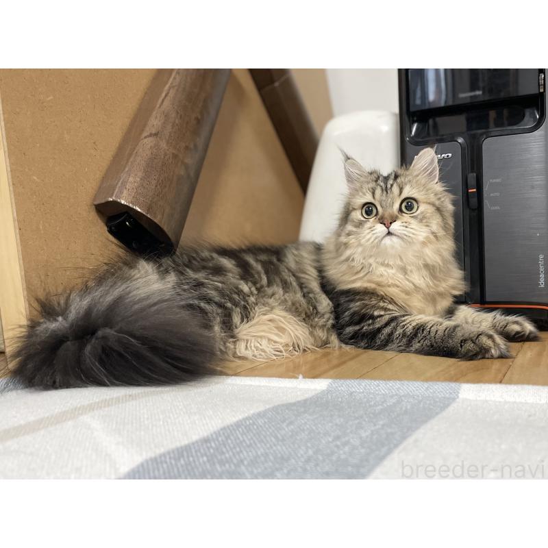 成約済の愛知県のミヌエット-121804の14枚目