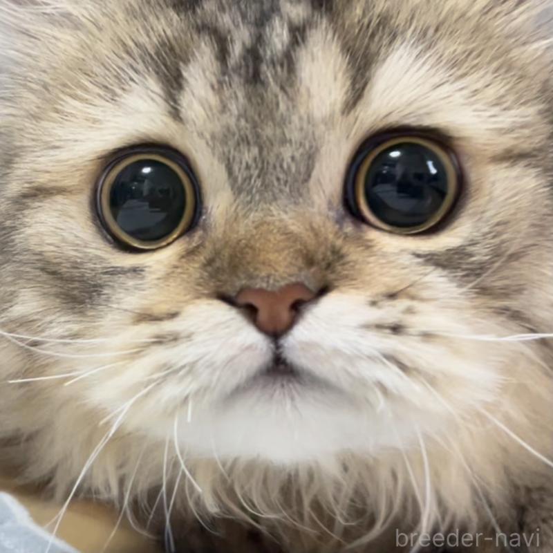 成約済の愛知県のミヌエット-121804の12枚目