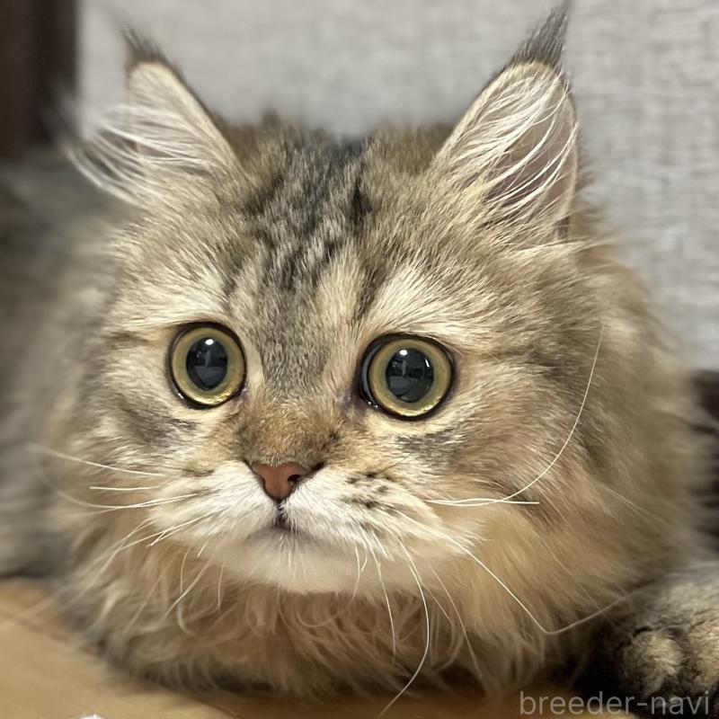 成約済の愛知県のミヌエット-121804の11枚目