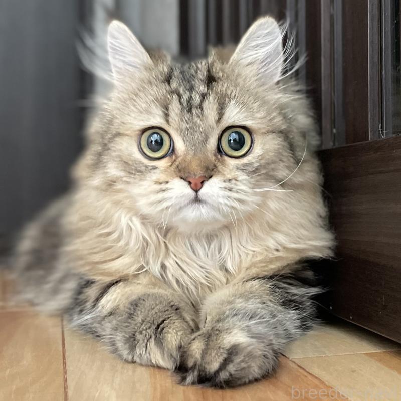 成約済の愛知県のミヌエット-121804の10枚目