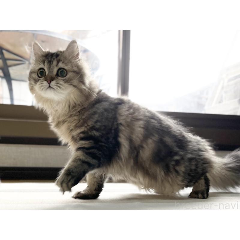 成約済の愛知県のミヌエット-121804の9枚目