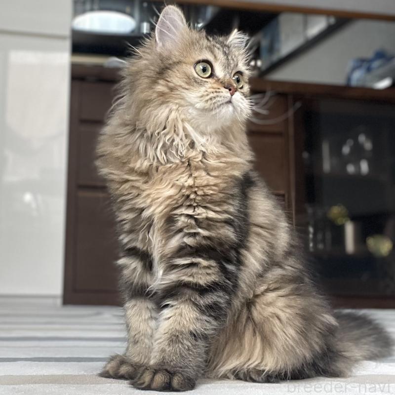 成約済の愛知県のミヌエット-121804の8枚目