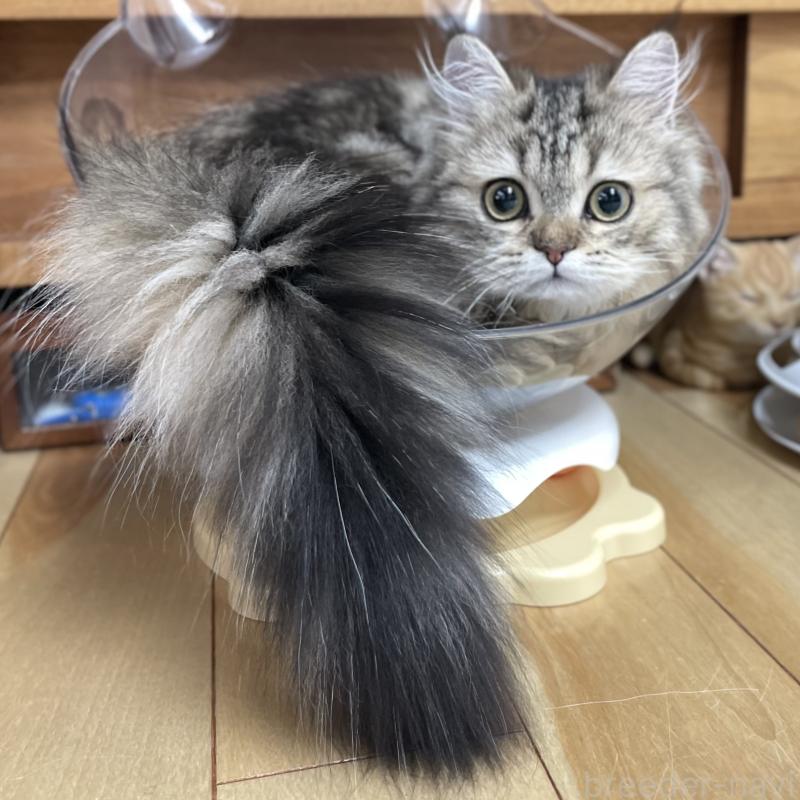 成約済の愛知県のミヌエット-121804の7枚目