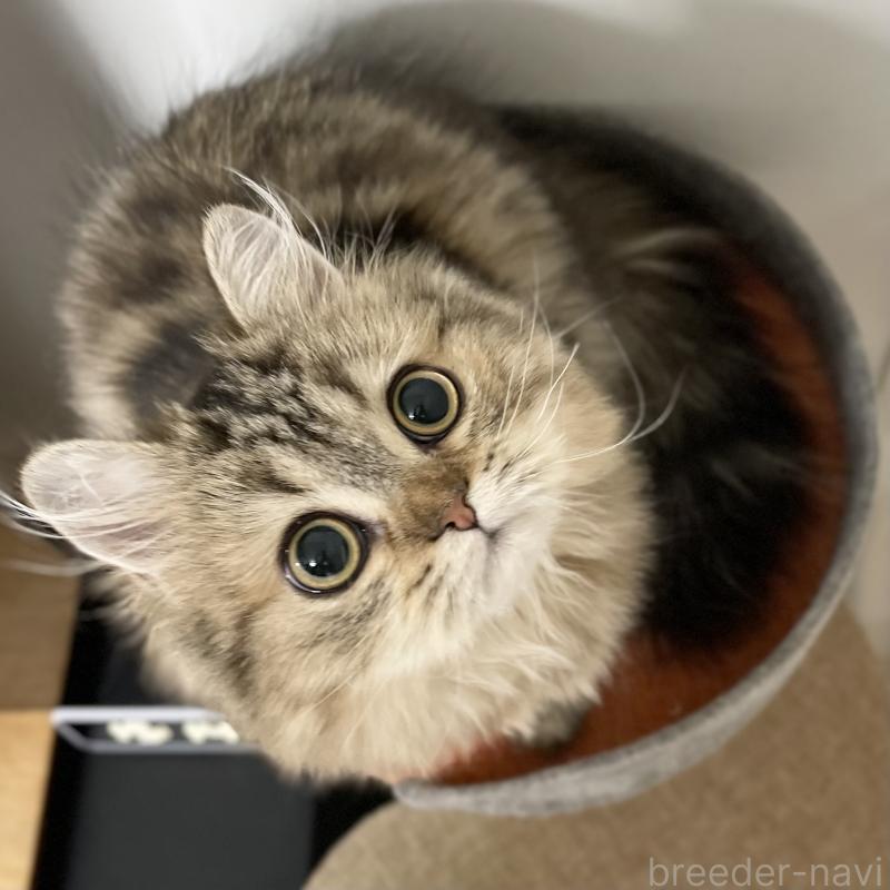 成約済の愛知県のミヌエット-121804の6枚目