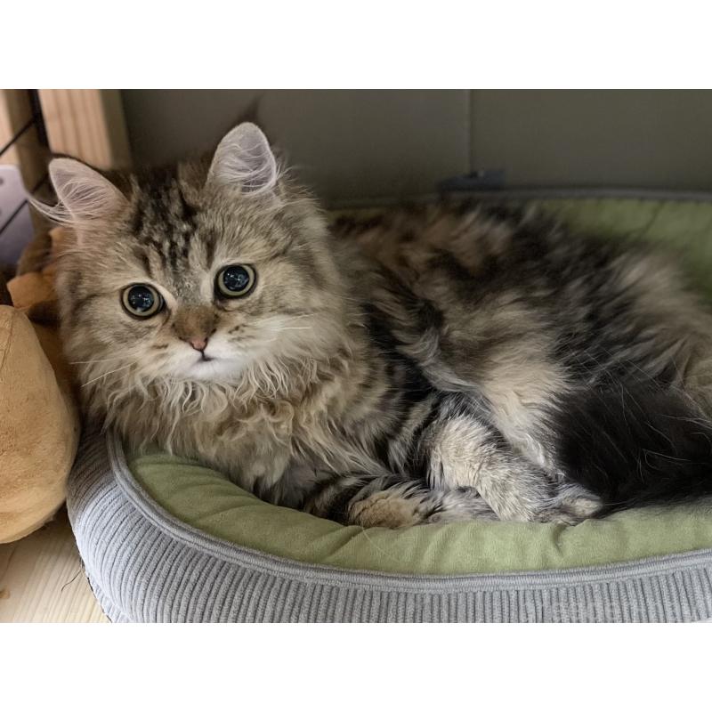 成約済の愛知県のミヌエット-121804の5枚目