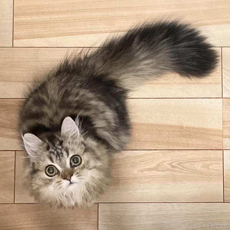 成約済の愛知県のミヌエット-121804の4枚目