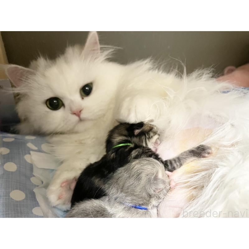 成約済の愛知県のミヌエット-121804の2枚目