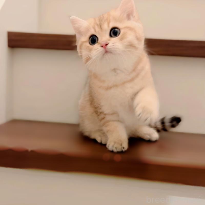 販売中の大阪府のブリティッシュショートヘア-131185