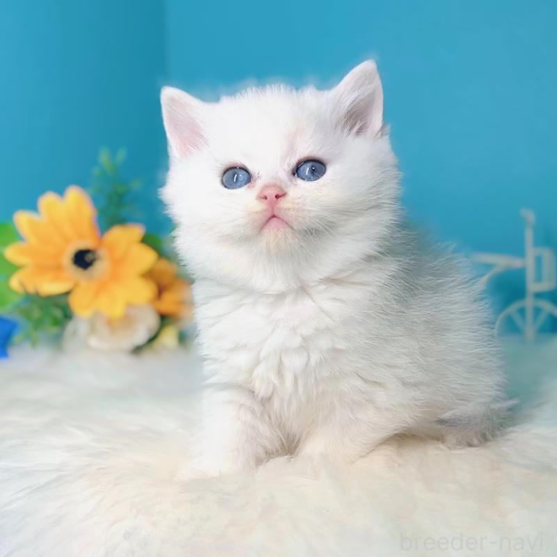 販売中の大阪府のブリティッシュショートヘア-133274の5枚目