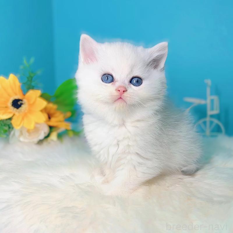 販売中の大阪府のブリティッシュショートヘア-133274の4枚目