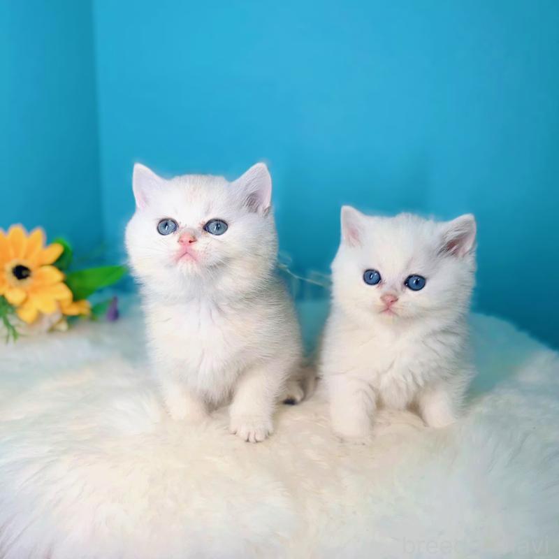 販売中の大阪府のブリティッシュショートヘア-133274の3枚目