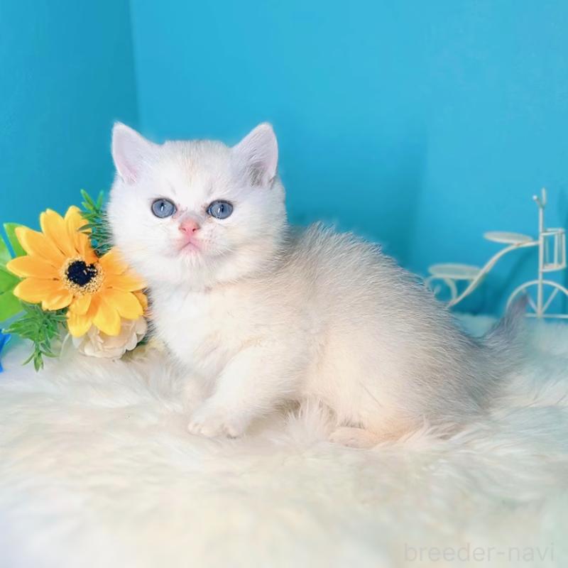 販売中の大阪府のブリティッシュショートヘア-131828