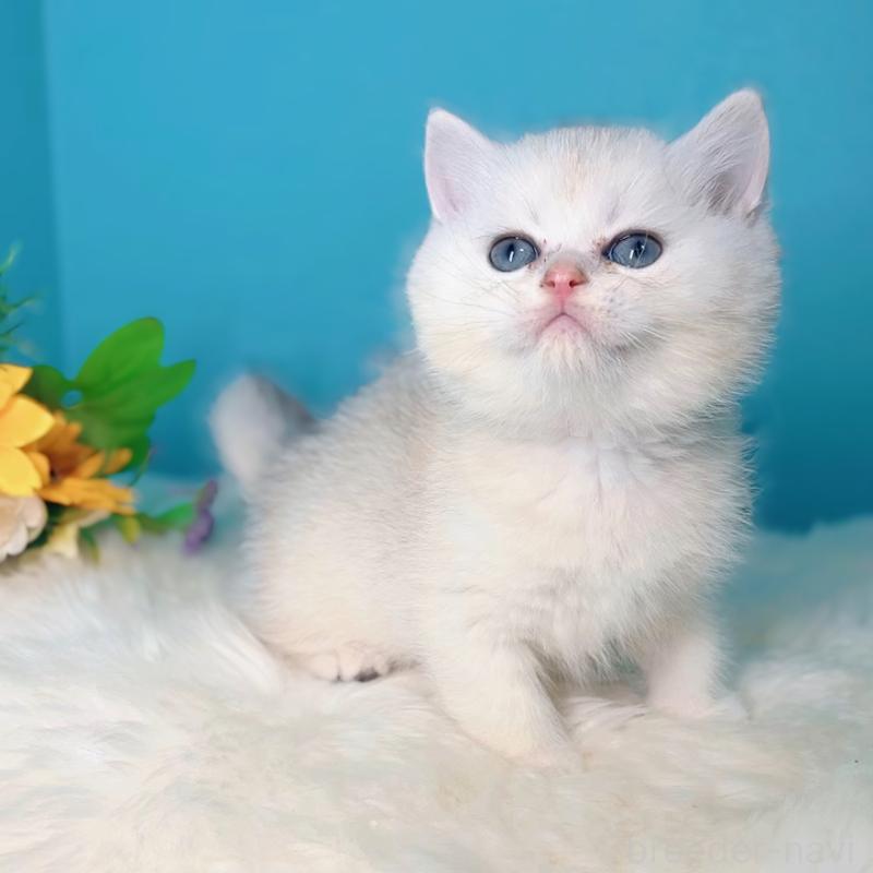 販売中の大阪府のブリティッシュショートヘア-131828の7枚目