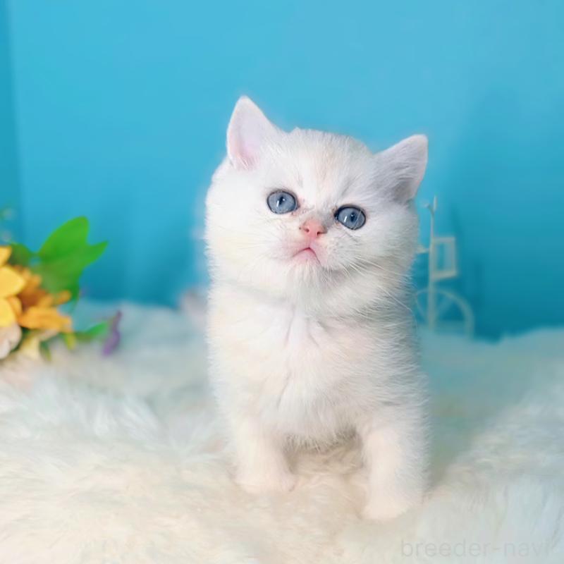 販売中の大阪府のブリティッシュショートヘア-131828の8枚目