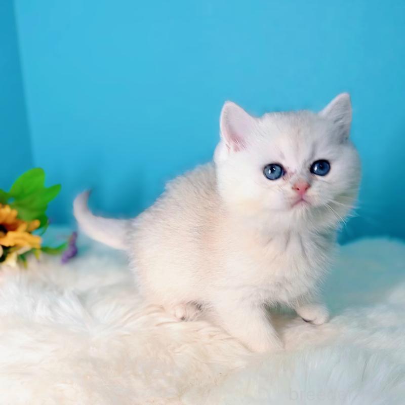 販売中の大阪府のブリティッシュショートヘア-131828の6枚目