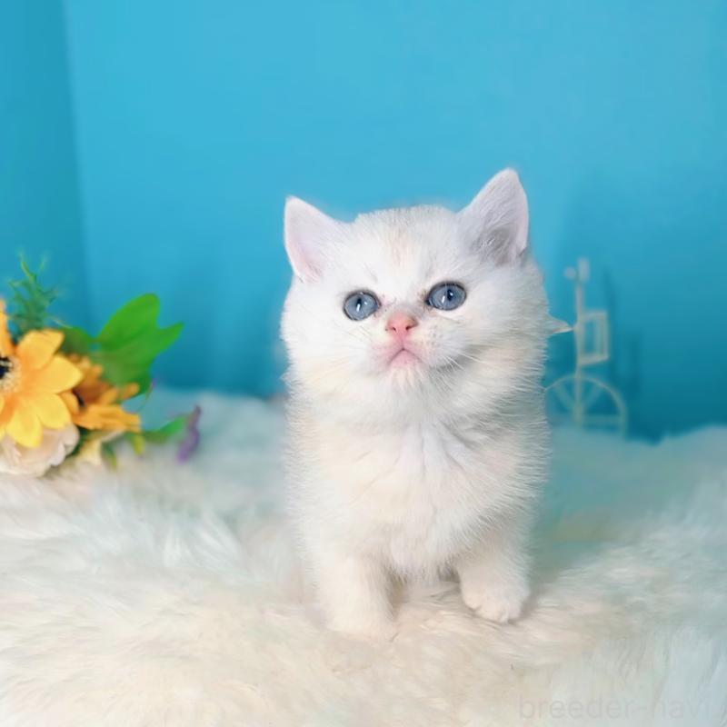 販売中の大阪府のブリティッシュショートヘア-131828の4枚目